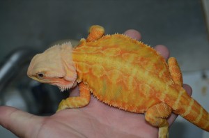 Orange Hypo Leatherback