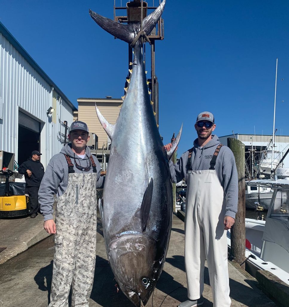 Giant Bluefin Tuna