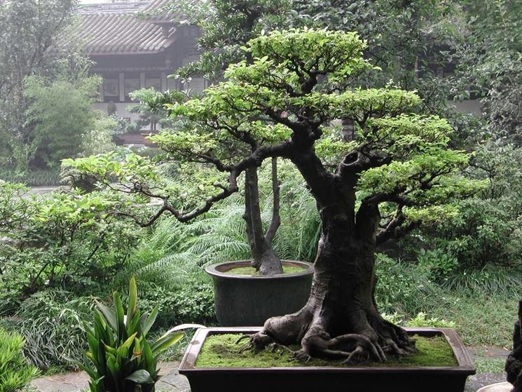 bonsai ficus benjamin