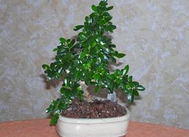 Come curare un bonsai di carmona