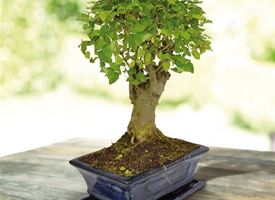 Come curare un bonsai di ligustrum