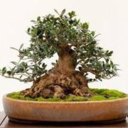 Curare bonsai olivo 