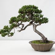 bonsai