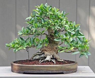 bonsai ficus 