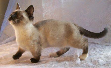 Seal Point Munchkin cat