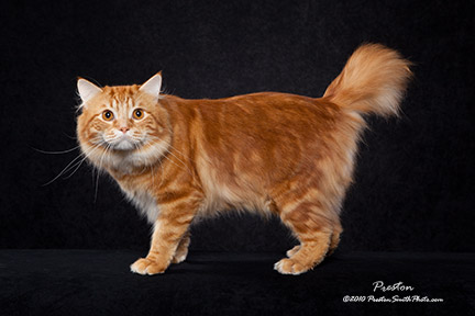 red tabby American Bobtail cat