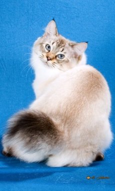 seal lynx American Bobtail cat