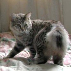 American Bobtail cat