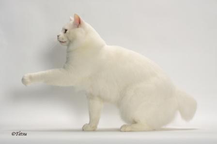 white American Bobtail cat