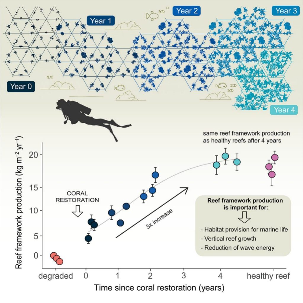 Coral restoration can drive rapid reef carbonatebudget recovery ...