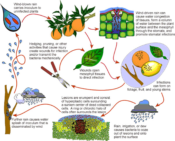 CCD life cycle