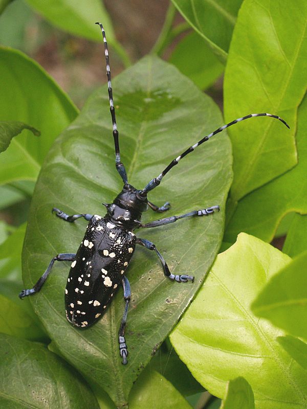 citrus long-horned beetle on a citrus leaf