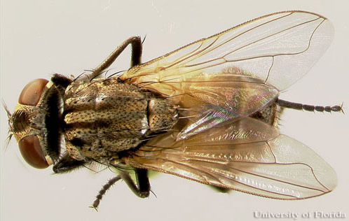 HouseFly2