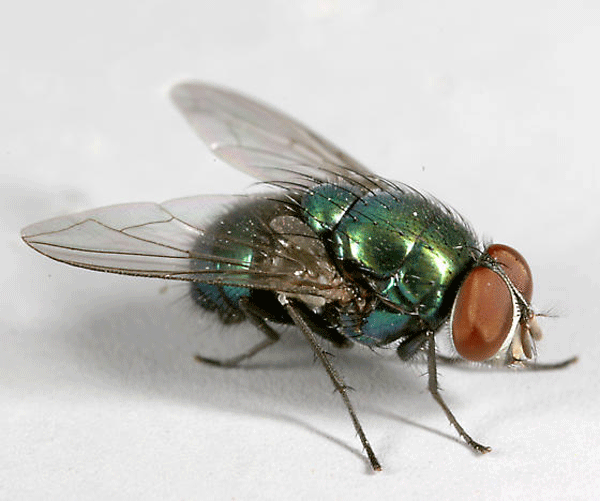 blowfly2forweb