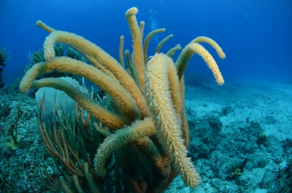 Beautiful coral in The Fish Bowl