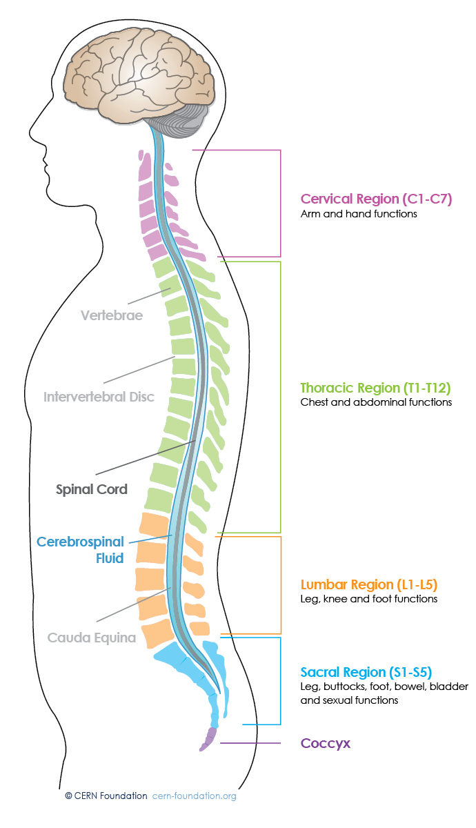 Spine and Brain Tumor and Anatomy | CERN Foundation