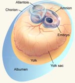 Embryology | NC State Extension