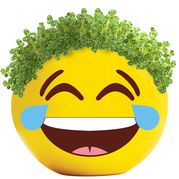 Chia Pet