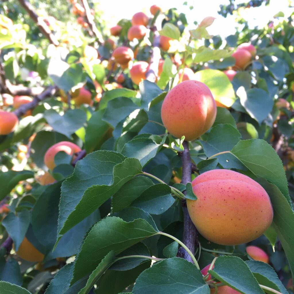 Loaded apricot tree
Damascos