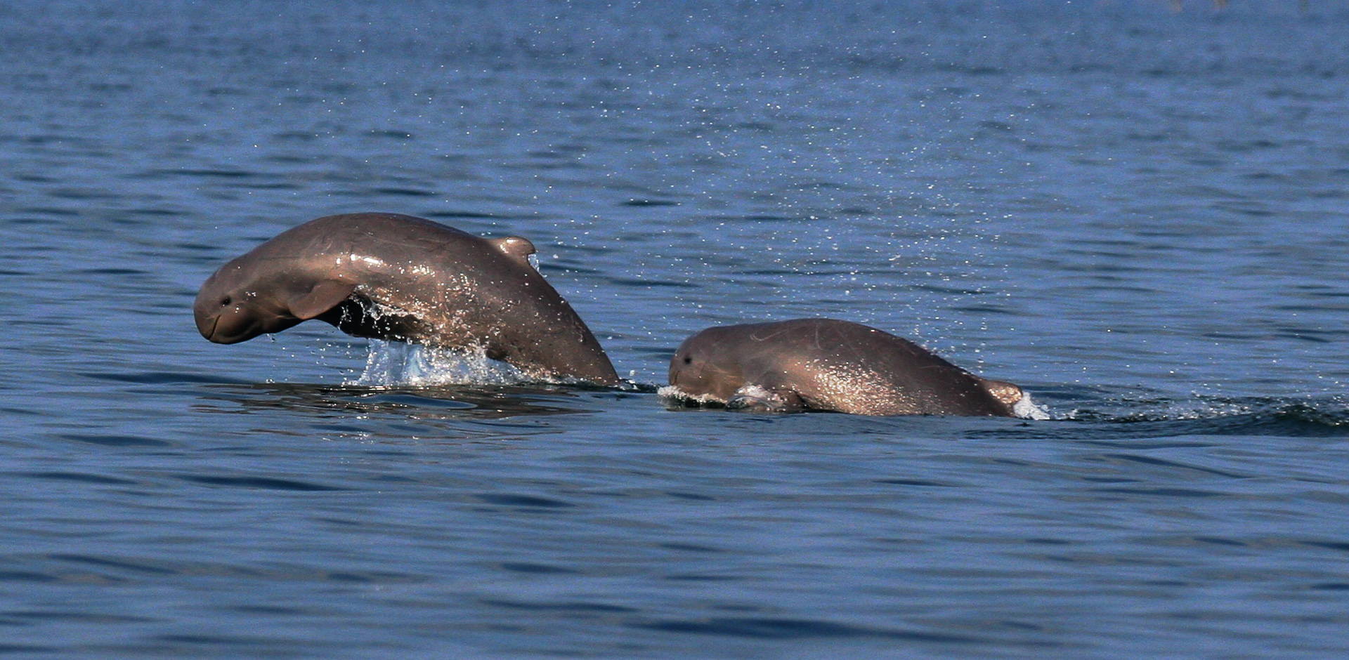 Chilika Lake - Asia's largest brackish water lagoon