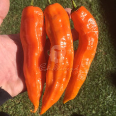 Aji Amarillo Chilli Seeds