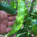 Aji Amarillo Chilli Seeds