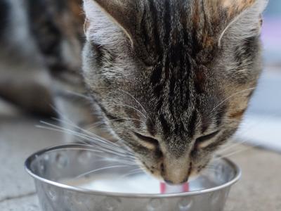 cat drinking milk