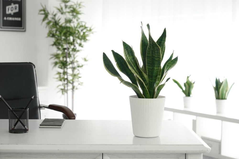 Plantas Perfectas Para Decorar La Oficina Ciencuadras | The Best Porn ...