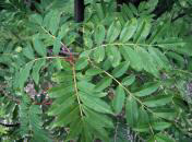 Japanese Mountain-ash 