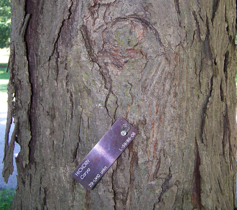 Hickory Bark