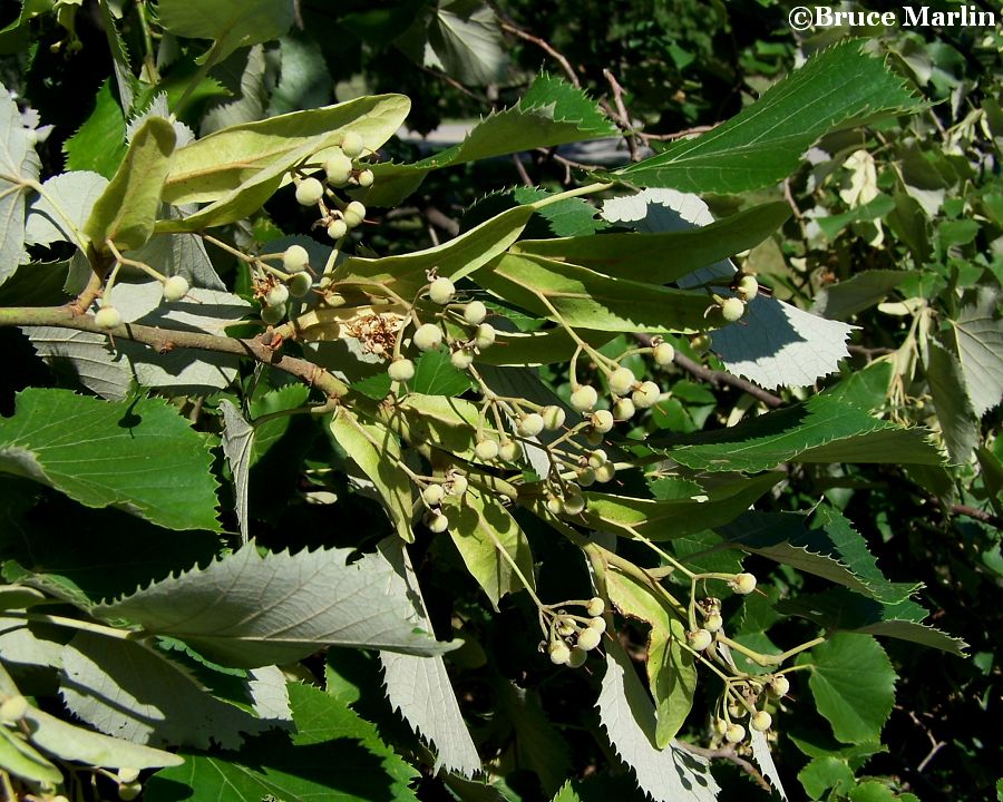 Linden bracts and fruit