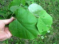 Upright Silver Linden - Tilia tomentosa 'Erecta' 