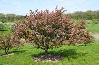 Adams Crabapple - Malus 'Adams'