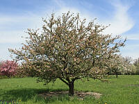 Bob White Crabapple - Malus 'Bob White'