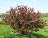 Burgundy Crabapple - Malus 'Burgundy'