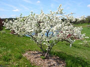 David Crabapple - Malus 'David'