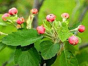 Klehm Prairie Crabapple - Malus ioensis 'Klehmii'