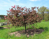 Maria Crabapple - Malus 'Maria'