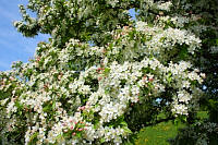 Pratt's Crabapple - Malus prattii