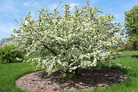 Toringo Crabapple - Malus sieboldii