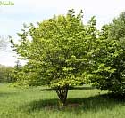 Japanese Mountain Cherry - Prunus serrulata var. spontanea