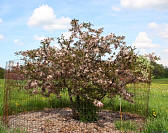 Pink Princessâ„¢ Crabapple - Malus 'Parrsi'