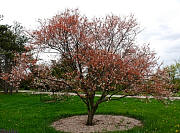 Purple Apricot - Prunus dasycarpa