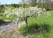 Red Swan Crabapple - Malus 'Red Swan'