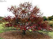 Redbird Crabapple - Malus 'Redbird'