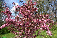 Royal Raindropsâ„¢ Crabapple - Malus 'JFS-KW5'