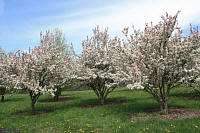 Sentinel Crabapple - Malus 'Sentinel'