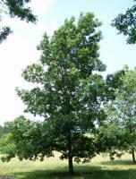 Bitternut Hickory