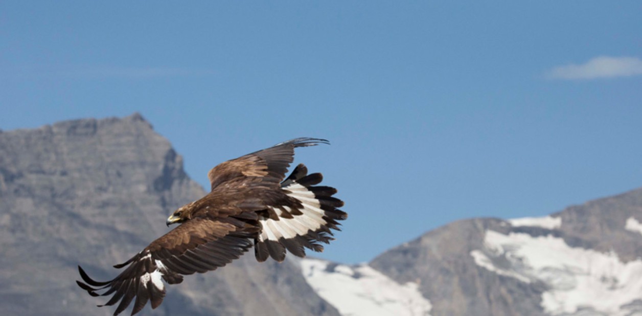 Así intenta cazar un águila a una cabra montesa