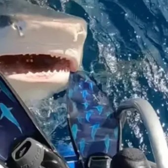 Aterrador video: tiburones hambrientos acechan un barco de pescadores